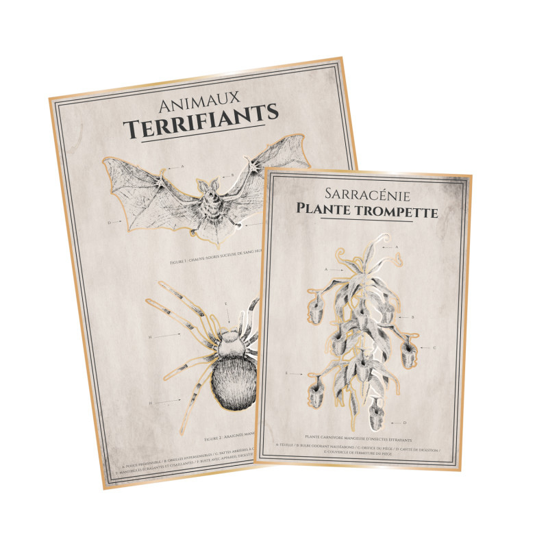 Affiche Cabinet de Curiosités