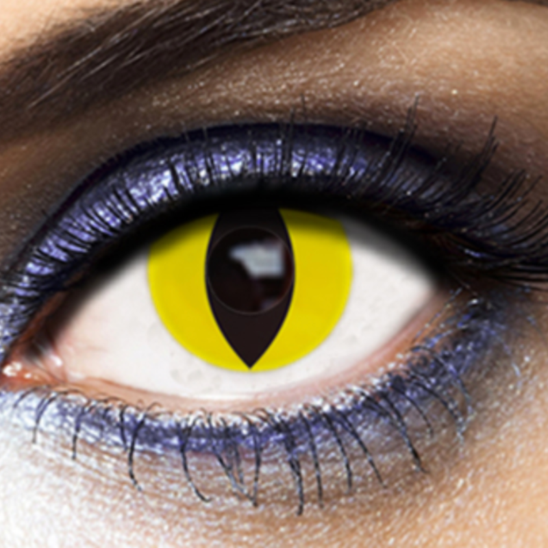 Lentilles annuelles yellow cat